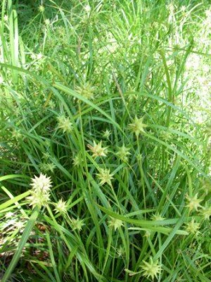 Gray's Sedge